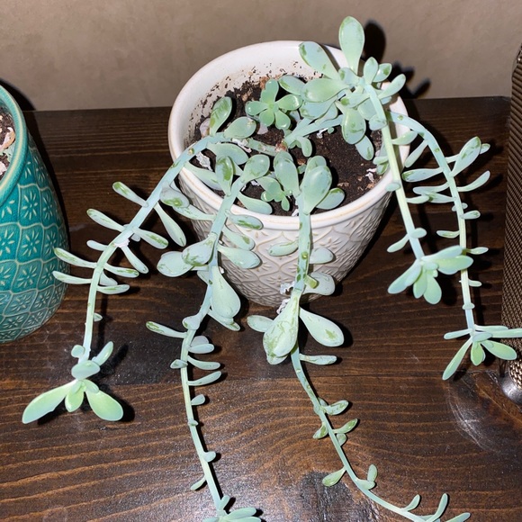 Meet your Posher, Cassidy - Picture 1 of 1